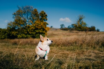 Corgi dog basks in the sun in the autumn forest