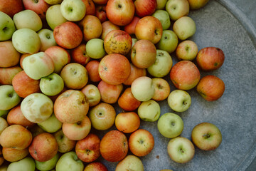 Abundance of freshly picked apples