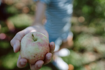 Young girl holding freshly picked apple on a sunny day