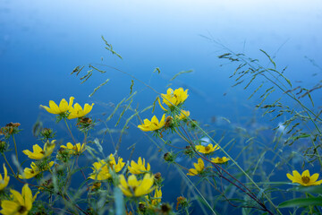 Fototapeta na wymiar Vibrant yellow flowers by serene pond with blue water