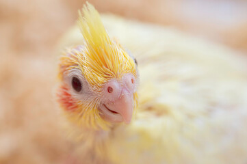 生後3週間のオカメインコ（ルチノー）の雛