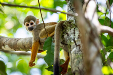 Squirrel Monkey on tree branch in green amazon rainforest