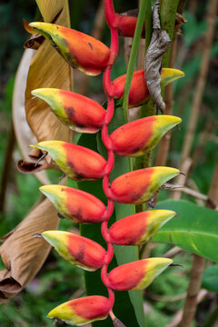 Beautiful view to colorful red flower of Heliconia in the amazon