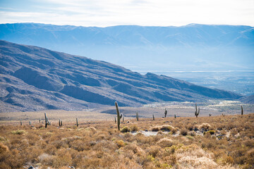 Landscape of mountains and cactus in Calchaquí Valleys of Tucumán