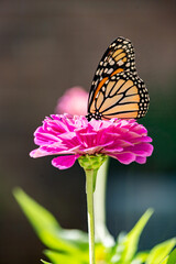 Close Up View of A Monarch on a fluffy pin Zinnia Flower