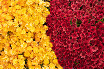 Yellow and red chrysanthemums close-up