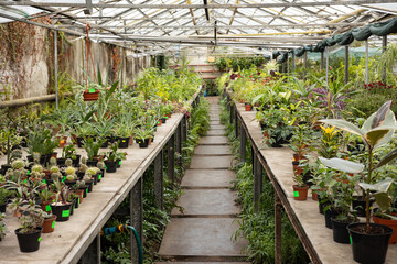 Potted plants on shelves in a greenhouse