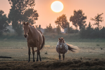 horse and pony stand in a field during sunset
