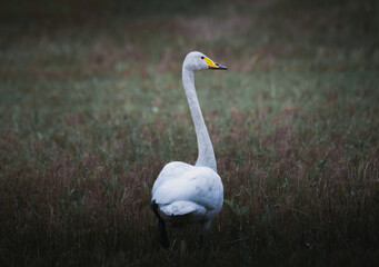Whooper Swan (Cygnus cygnus) single bird on grass