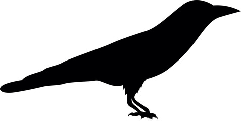 illustration of crow