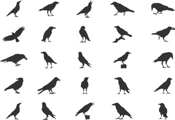 Carrion Crow Silhouettes, Carrion Crow Flying Silhouette, Crow Silhouettes, Carrion Crow Svg, Carrion Crow Vector Set