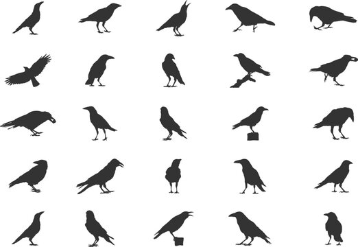 Carrion birds