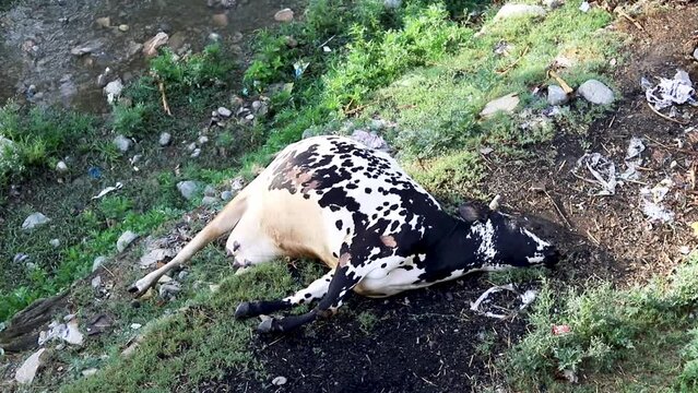 A dead cow laying on the riverbank. Top view