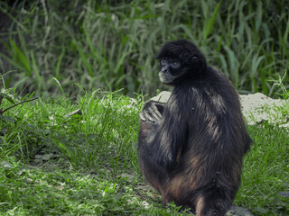 spider monkey sitting looking towards the camera