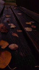 autumn leaves on the bench in the park