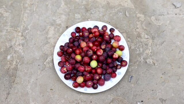 Ripe grewia asiatic falsa fruit harvested
