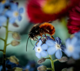 bee on a flower