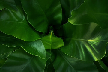 Close up of green leaf texture in tropical forest for background and desing art work eco nature concept style.