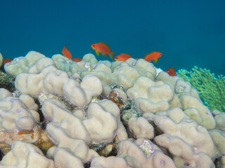 Lytheral anthias on the reef - Anthias czerwony na rafie - obrazy, fototapety, plakaty