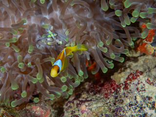 Naklejka na ściany i meble Red Sea anemonefish - Amfiprion dwupasiasty
