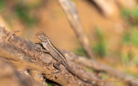 Blutsaugeragame (Calotes versicolor) weibchen