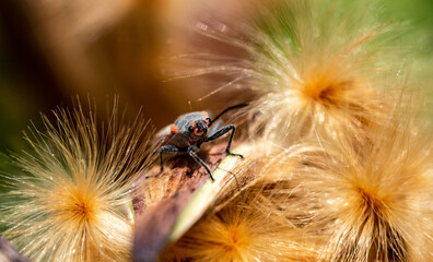 a close-up macro image of a large milkweed bug crawling over seeds on the forest floor. 