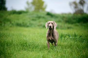 Young Weimaraner in a field with green grass. Hunting dog