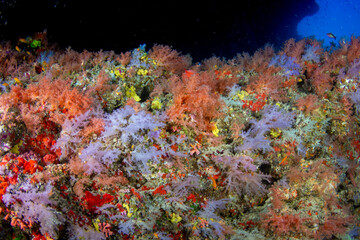 Vaadhoo caves and reef near Male