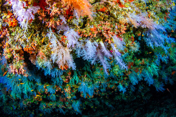 Vaadhoo caves and reef near Male