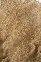 Beautiful abstract closeup of golden dried meadow grass. Beautiful fall rural nature background landscape. Great design for any purposes.