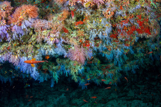 Vaadhoo caves and reef near Male