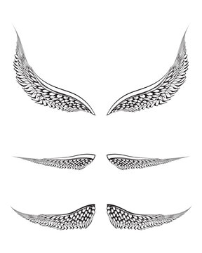 sketch illustration of a pair bird wings fronts and back views.