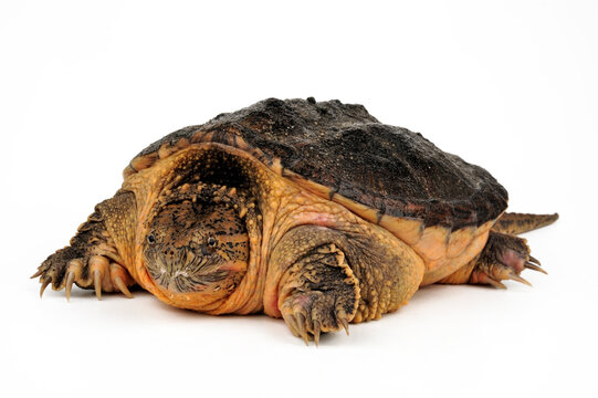 Common snapping turtle // Schnappschildkr&ouml;te (Chelydra serpentina)