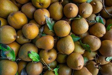 Fresh sweet organic pears with leaves in box  - autumn harvest fruits