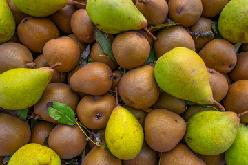 Fresh sweet organic pears with leaves in box  - autumn harvest fruits