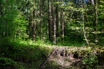 Landslide processes in the forest as a result of erosion, forest landscape