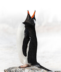 Gentoo penguin on the rocks calling out © Andrew