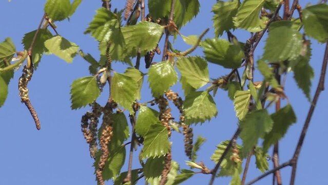 close-up of birch green spring leaves on a sunny day