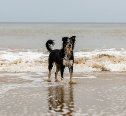 Adorable pup standing on a beach.