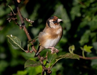 Goldfinch perched on a sunlit tree branch surrounded by lush green foliage.