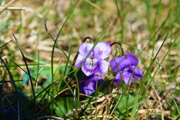 spring crocus flowers