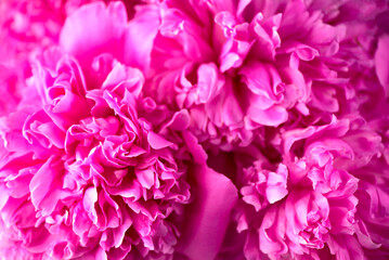 Pink floral background. Background bouquet of beautiful pink peonies. Blooming peony flowers, close-up. Wedding background, Valentine's day concept. Blossom, flower close-up
