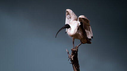 Sacred Ibis stretching their wings 