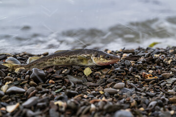 discarded fish on the shore