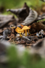 Small yellow mushroom growing in the forest