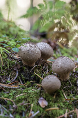 mushroom raincoat in the forest