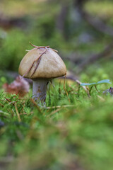 small mushrooms growing in the forest