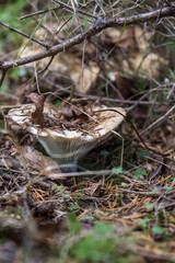 mushrooms in the autumn forest