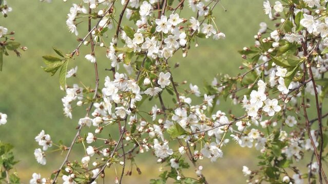 close-up of white cherry flowers in spring