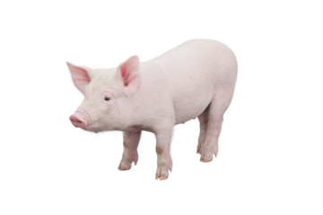 Little pig isolated on transparent background. 3D rendering.